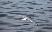 CRESTED TERN FLYING