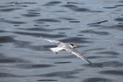 CRESTED TERN FLYING