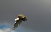 AUSTRALIAN CORELLAS IN FLIGHT