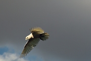 AUSTRALIAN CORELLAS IN FLIGHT