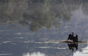 CORMORANT ON LAKE KUNUNURRA WA