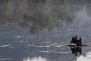 CORMORANT ON LAKE KUNUNURRA WA