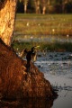 DARTER KAKADU