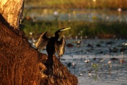 DARTER KAKADU