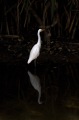 EGRET REFLECTION