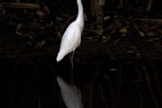 EGRET REFLECTION