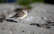 ENDANGERED NZ DOTTEREL CHICK