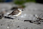 ENDANGERED NZ DOTTEREL CHICK