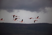 FLAMINGOS FLYING OVER LAKE NAKURU