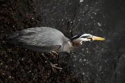 GREAT BLUE HERON FISHING