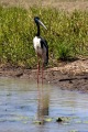 JABIRU COOINDA