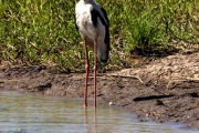 JABIRU COOINDA