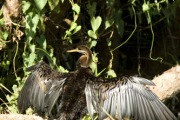 SNAKE NECKED DARTER