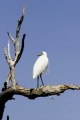 kAKADU EGRET