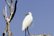 kAKADU EGRET