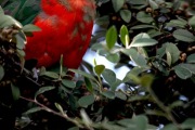 KING PARROT NSW