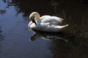 MUTE SWAN