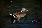 MOOR HEN IN THE WATER