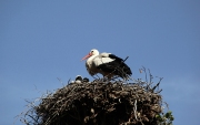 SRORK NESTING IN STRASBOURG FRANCE