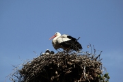 SRORK NESTING IN STRASBOURG FRANCE