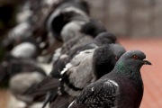 ROW OF PIGEONS