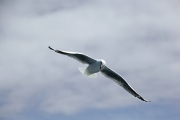 RED BILLED GULL IN FLIGHT