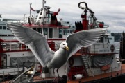 GULL AT SEATTLE WATERFRONT