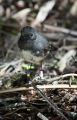 STEWART ISLAND ROBBIN