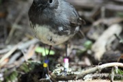 STEWART ISLAND ROBBIN