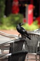 AUSTRALIAN WHITEBACK MAGPIE