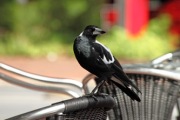 AUSTRALIAN WHITEBACK MAGPIE