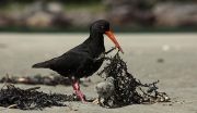 SOOTY OYSTER CATCHER AND CHICK