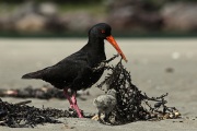 SOOTY OYSTER CATCHER AND CHICK