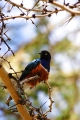 SUPERB STARLING AMBOSELI KENYA