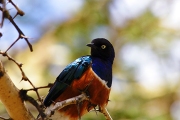 SUPERB STARLING AMBOSELI KENYA