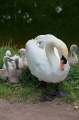 SWAN AND CYGNETS STRASBOURG FRANCE