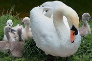 SWAN AND CYGNETS STRASBOURG FRANCE