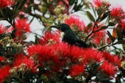 TUI IN POHUTUKAWA