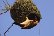 WEAVER BIRD