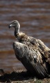 WHITE BACKED VULTURE