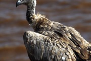 WHITE BACKED VULTURE