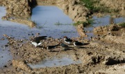 WHITE BREASTED WOOD SWALLOWS