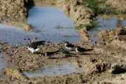 WHITE BREASTED WOOD SWALLOWS