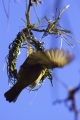 WEAVER BIRD BUILDING A NEST IN SOUTH AFRICA