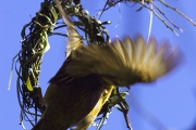 WEAVER BIRD BUILDING A NEST IN SOUTH AFRICA