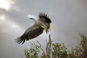 WHITE BELLIED SEA EAGLE  IN FLIGHT