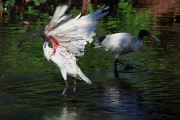 WHITE IBIS BATHING AUSTRALIA