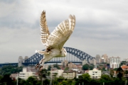 WHITE OWL OVER SYDNEY