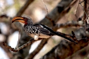 YELLOW BILLED HORNBILL