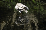 WHITE IBIS BATH TIME